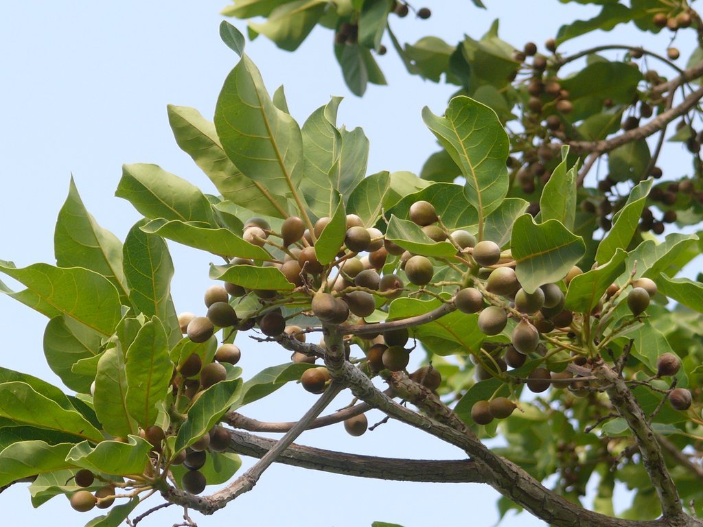 Bahera tree